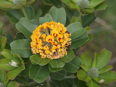 Gastrolobium bilobum