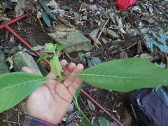 Palicourea padifolia