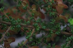 Dodonaea hirsuta