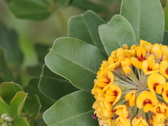 Gastrolobium bilobum