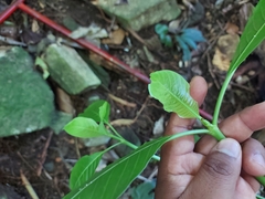 Palicourea padifolia