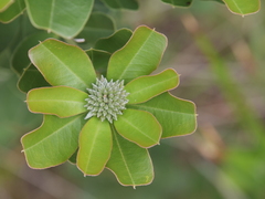 Gastrolobium bilobum