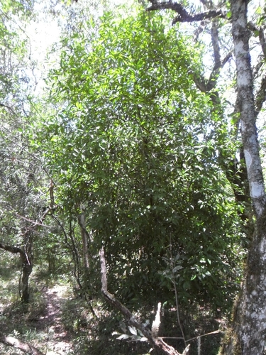 Image of Citrus deliciosa by no rights reserved