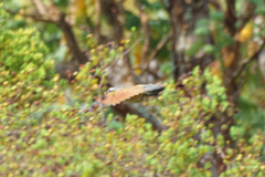 Centropus superciliosus