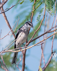 Pericrocotus cantonensis