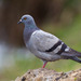 Feral Pigeon - Photo (c) Greg Lasley, some rights reserved (CC BY-NC), uploaded by Greg Lasley