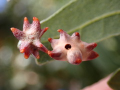 Cynips douglasii