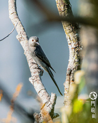 Dicrurus leucophaeus