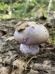 Cortinarius traganus