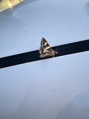 Melipotis perpendicularis