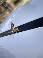 Melipotis perpendicularis