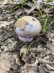 Cortinarius traganus