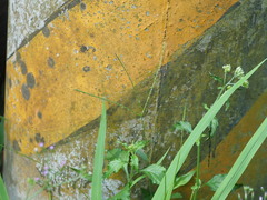 Digitaria sanguinalis