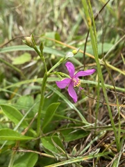 Talinum fruticosum