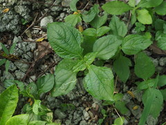 Synedrella nodiflora