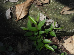 Celtis tetrandra
