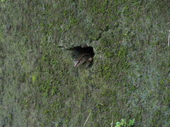 Sphenomorphus incognitus