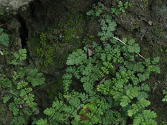 Cheilanthes chusana