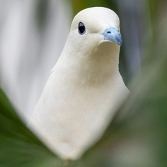 Ducula bicolor