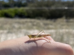 Conocephalus maculatus