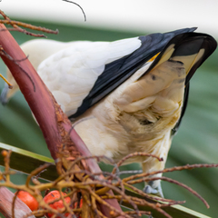 Ducula bicolor