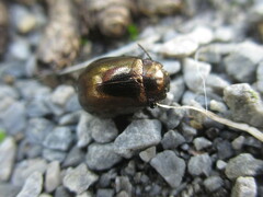 Chrysolina aurichalcea