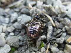 Chrysolina aurichalcea