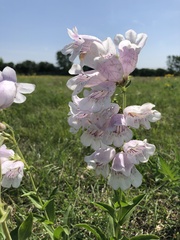 Penstemon cobaea