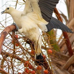 Ducula bicolor