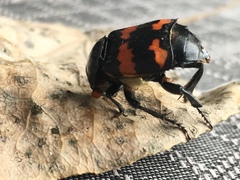 Nicrophorus guttula