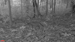 Prionailurus bengalensis