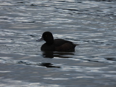 Aythya novaeseelandiae