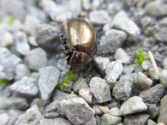 Chrysolina aurichalcea