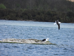 Larus dominicanus dominicanus