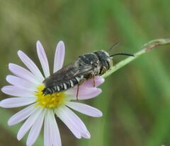 Coelioxys octodentatus