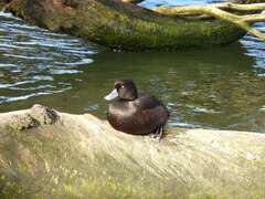 Aythya novaeseelandiae