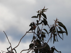 Fringilla coelebs gengleri