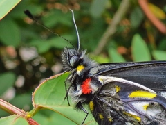 Catasticta teutila flavomaculata