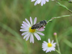 Coelioxys octodentatus