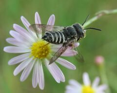 Coelioxys octodentatus