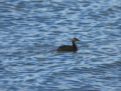 Poliocephalus rufopectus