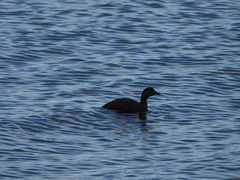 Poliocephalus rufopectus