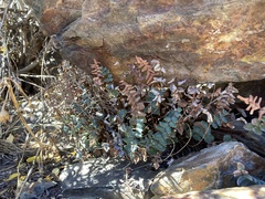 Pellaea bridgesii