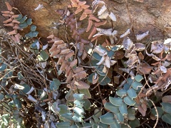 Pellaea bridgesii