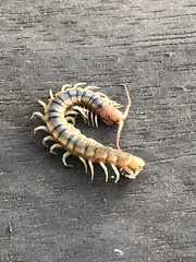 Scolopendra