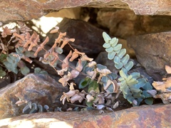 Pellaea bridgesii