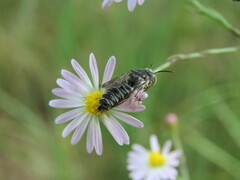 Coelioxys octodentatus