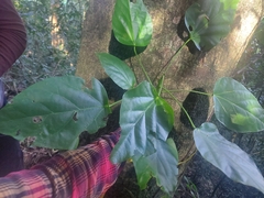 Sterculia quadrifida