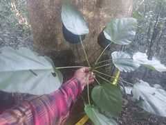 Sterculia quadrifida