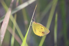 Pyrisitia lisa centralis